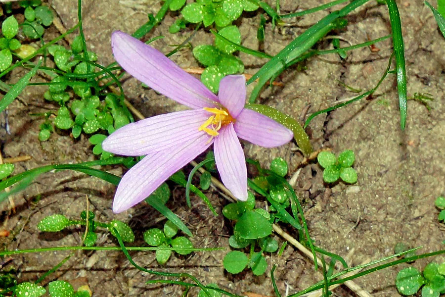 Colchicum alpinum subsp. parvulum / Colchico minore